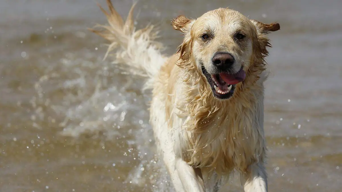 Perro en el agua